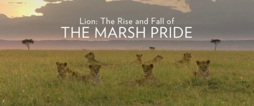 BBC - Lion The Rise and Fall of the Marsh Pride (2022)