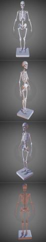 Female Skeleton 3D Print