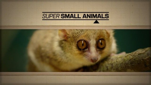 BBC - Super Small Animals (2017)