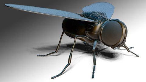Zbrush Online Course Sculpting And Modelling The Fly
