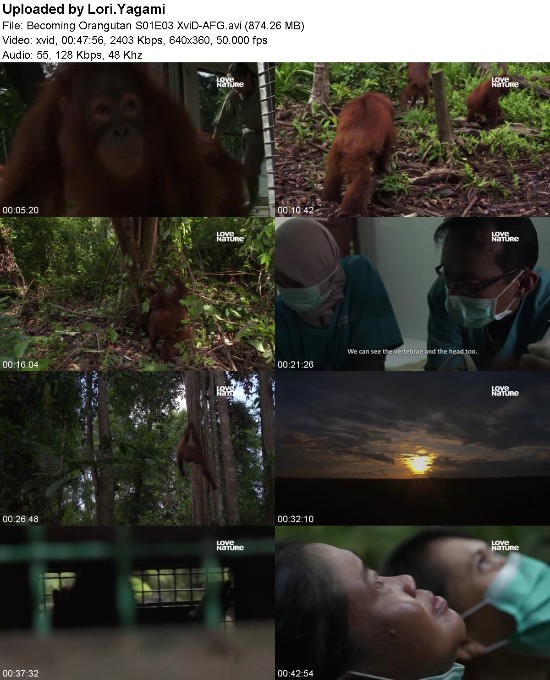 Becoming Orangutan S01E03 XviD-[AFG]