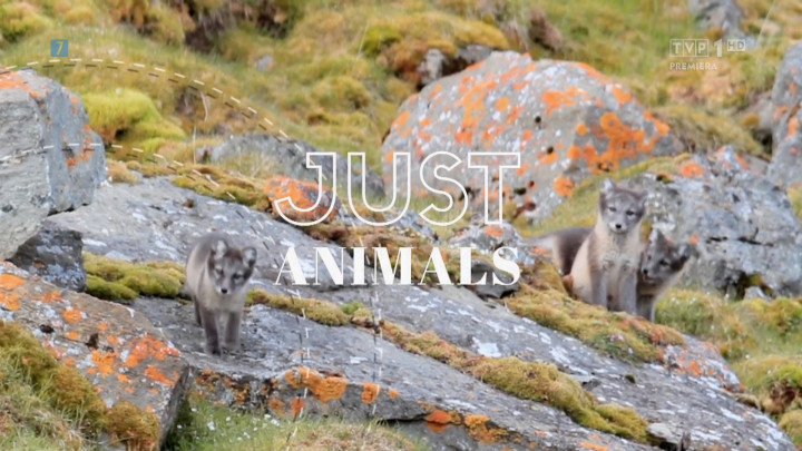 Zwierzęta / Just Animals (2020) [SEZON 1] PL.1080i.HDTV.H264-B89 | POLSKI LEKTOR