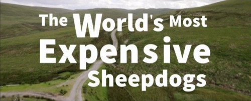 BBC Our Lives - The World's Most Expensive Sheepdogs (2022)