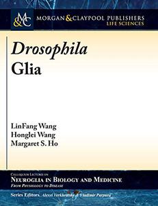 Drosophila Glia