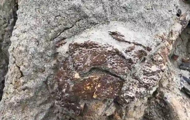 В Канаде обнаружили полный скелет динозавра, покрытый кожей