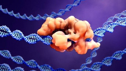 Gene Editing Crispr In Detail And Other Dna Repairtechniques