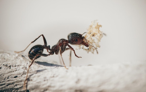 Ученые подсчитали количество муравьев на Земле
