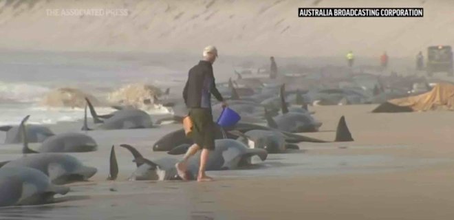 230 черных дельфинов выбросились на дрожал в Австралии. Их пробуют спасти