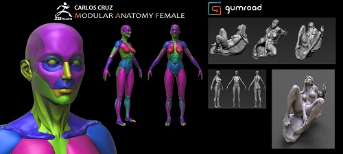 Gumroad - Female Modular Anatomy