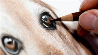 Learn To Draw A Dog'S Eye In Colored  Pencil