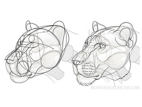 Learn Animal Anatomy to Draw Realistic Animals from Imagination
