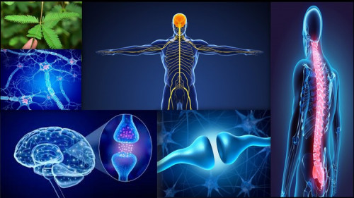 Biology-Control & Co-ordination  Nervous system  Human Brain