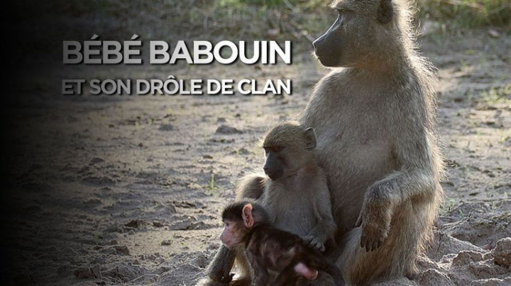 Klan małego pawiana / Bébé babouin et son drôle de clan (2018) PL.1080i.HDTV.H264-B89 | POLSKI LEKTOR