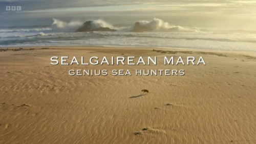 BBC - Sealgairean Mara (Genius Sea Hunters) (2021)