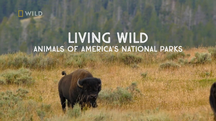 Zwierzęta parków narodowych USA / Living Wild: Animals of America's National Parks (2022) PL.1080i.HDTV.H264-B89 | POLSKI LEKTOR