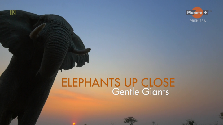 Słonie z bliska / Elephants Up Close (2020) [SEZON 1] PL.1080i.HDTV.H264-B89 | POLSKI LEKTOR