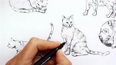 How To Sketch Cats In Different  Poses Fbb219721154ebaf8568e6f8def69317