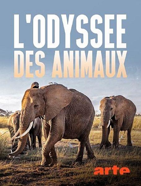   / Lodyssee des animaux / Animal Odyssey (2022) HDTVRip 720p