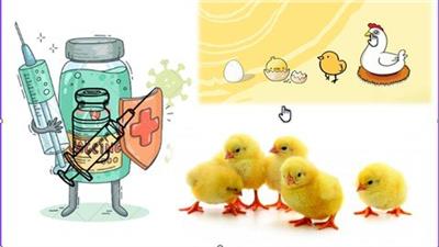 Poultry Farming Vaccines And  Vaccinations 83424a54bca4a1aa3993d8ffbae06d68