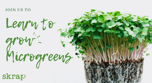 Learn how to grow Microgreens