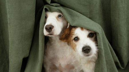 Dog Anxiety I - Understanding Anxiety And How To Treat It