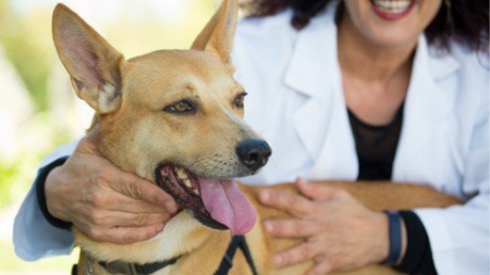 Holistic Dog Care Ii: Holistic Dog Care Fundamentals