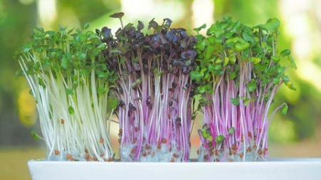 Microgreens Growing Business - udemy Microgreens Growing Business - udemy