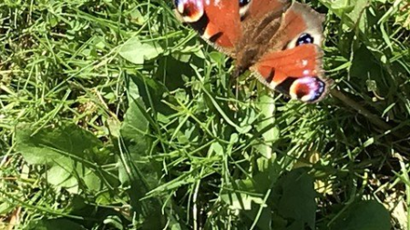 Introduction To Naturopathy And Naturopathic Medicine Introduction To Naturopathy And Naturopathic Medicine