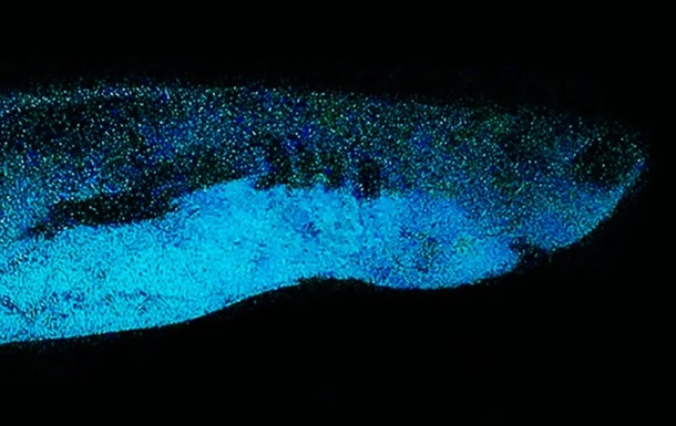 Ученые обнаружили светящихся в темноте акул