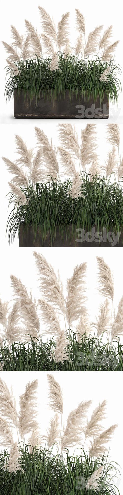 Plant collection 1033 White pampas grass, flowerpot, landscaping, rust, metal 3D Models
