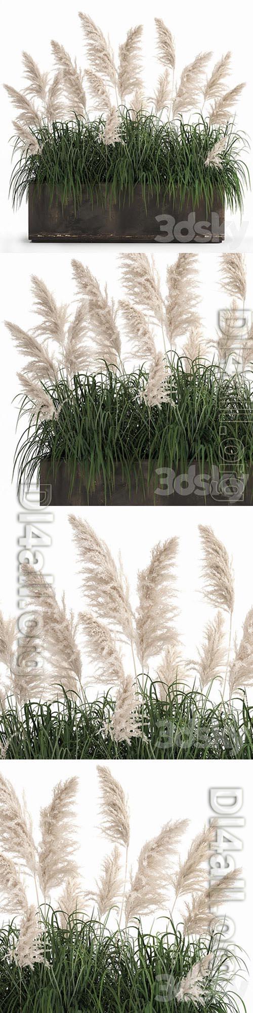 Plant collection 1033 White pampas grass, flowerpot, landscaping, rust, metal 3D Models
