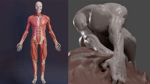 3D Anatomy Sculpting In Blender Master The Human Figure