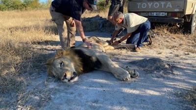 African Lion Veterinary  Medicine