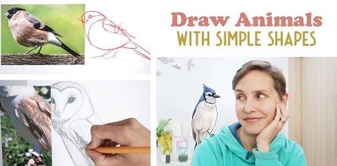 Drawing Realistic Animals with Simple Shapes Birds