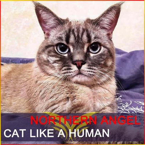 VA - Northern Angel - Cat Like a Human (2022) (MP3)