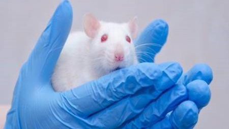 Biomaterials Biocompatibility