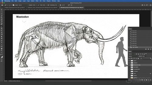 Elephant Anatomy Vol. 2: Prehistoric Studies & Imaginary Concepts