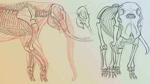 Elephant Anatomy Vol. 1: Drawing Skeletons & Musculature
