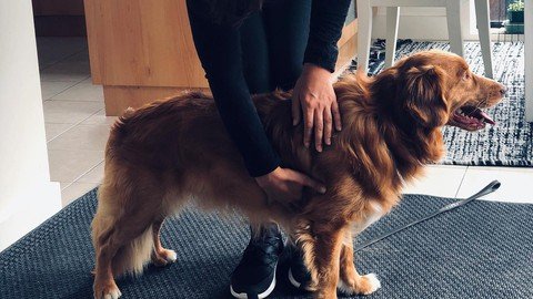 Massage Your Dog Like A Pro! - For Dog Owners