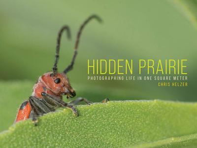 Hidden Prairie Photographing Life in One Square Meter