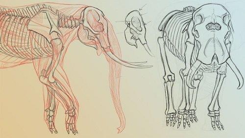 Elephant Anatomy Vol. 1 Drawing Skeletons & Musculature