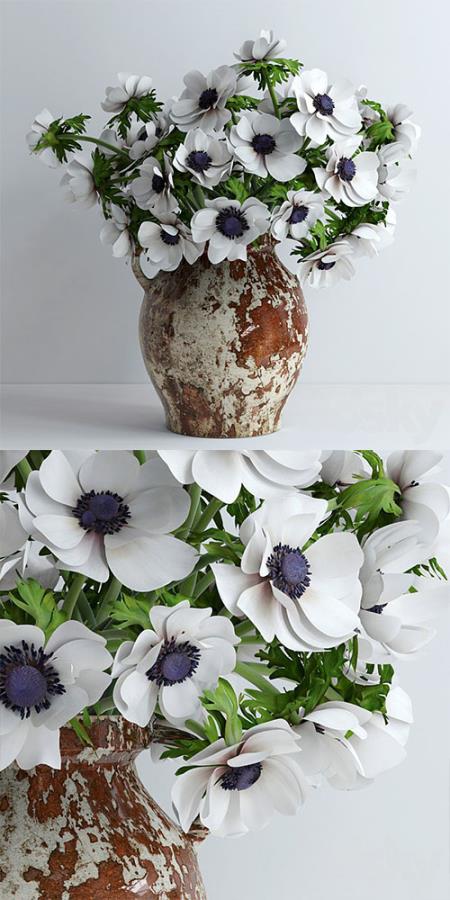 White anemones 3D Models