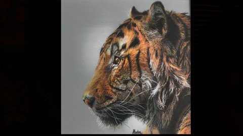 Tiger In Colored Pencils On Drafting Film