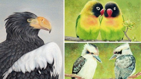 How To Draw Birds Vol 4 – Sea Eagle, Kookaburras And Parrots