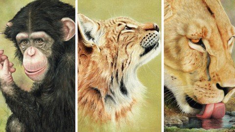 How To Draw Wild Animals Vol 7 - Chimp, Lioness And Lynx