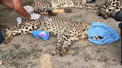 Cheetah Veterinary  Medicine