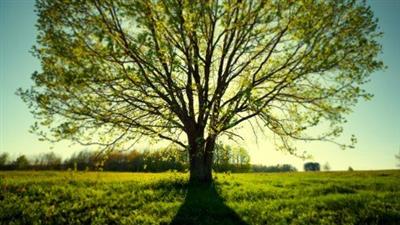 Climbing Your Family Tree: Getting Started In  Genealogy
