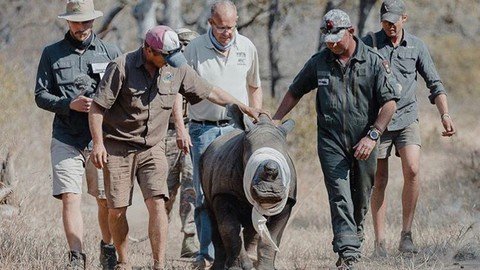 African Rhino Veterinary Medicine