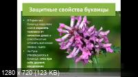 30 трав, которые необходимо собрать за лето + Травы для пожилых, против старения + Анемия, лимфа + простатит (2022/PCRec/Rus)