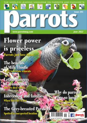 Parrots – May 2021